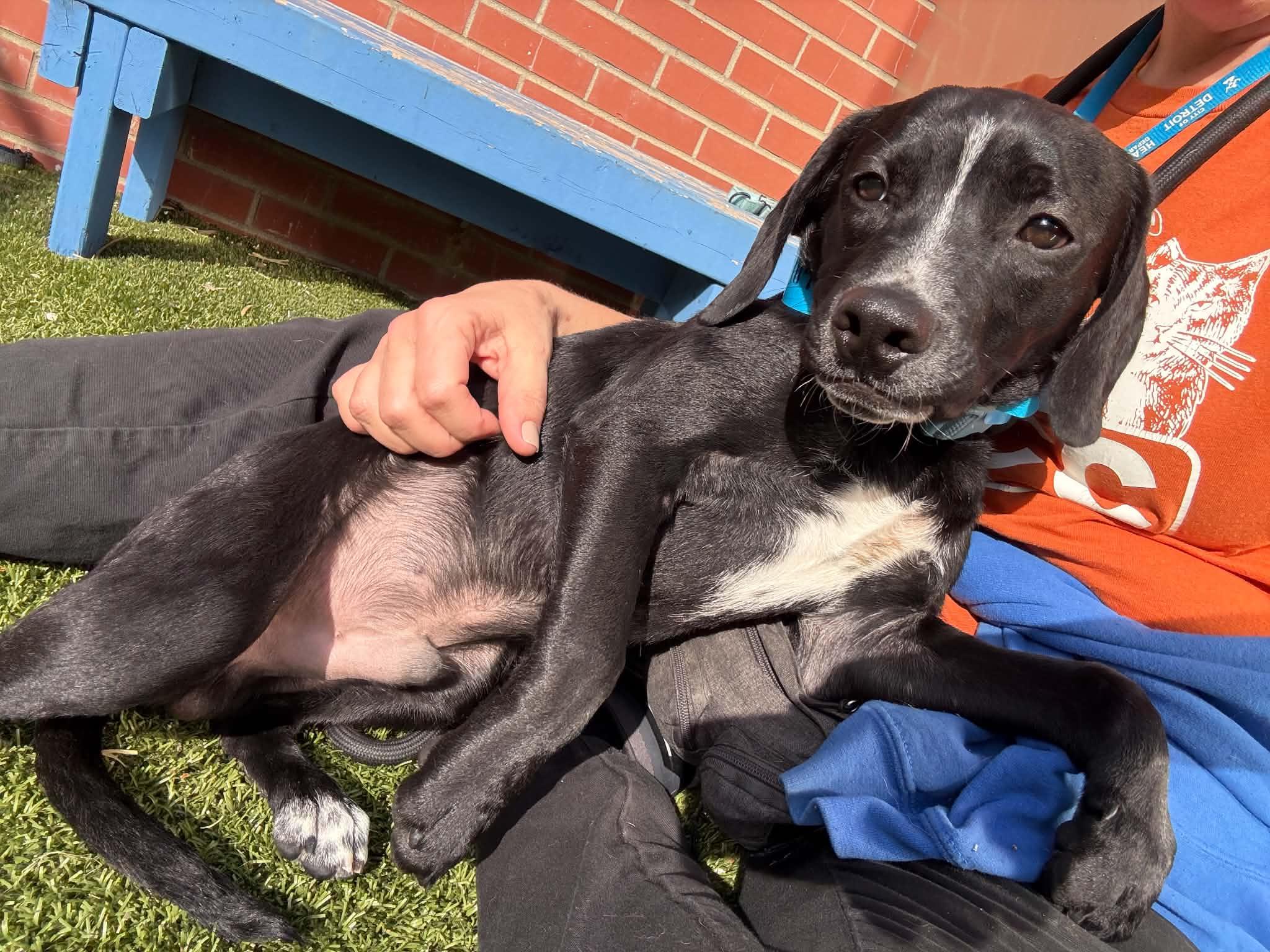 Enlarge Castle, a Adoptable mixed breed in Oxford, MI image 2/4