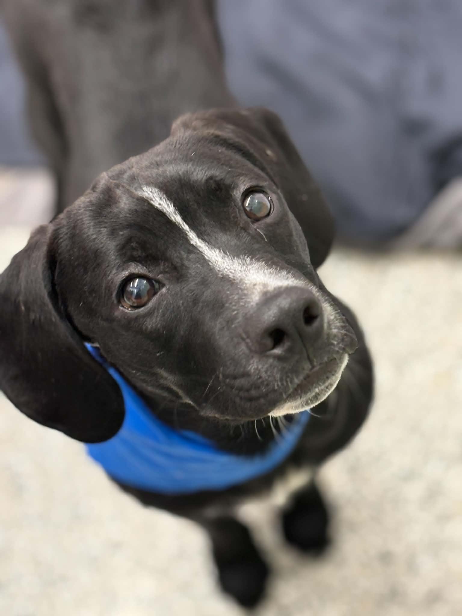 Castle, Adoptable, Puppy Male Labrador Retriever & Mixed Breed.