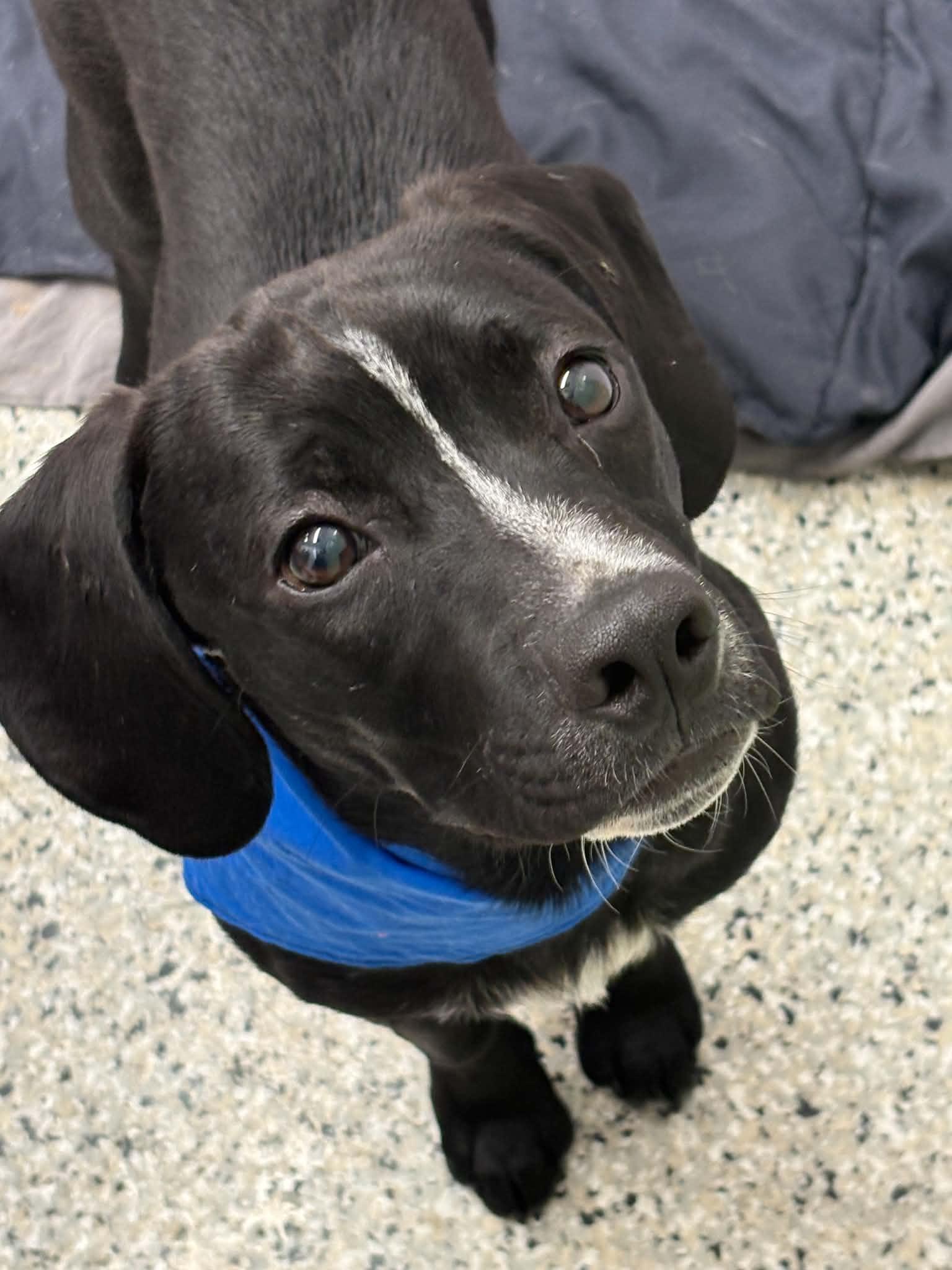 Enlarge Castle, a Adoptable mixed breed in Oxford, MI image 4/4