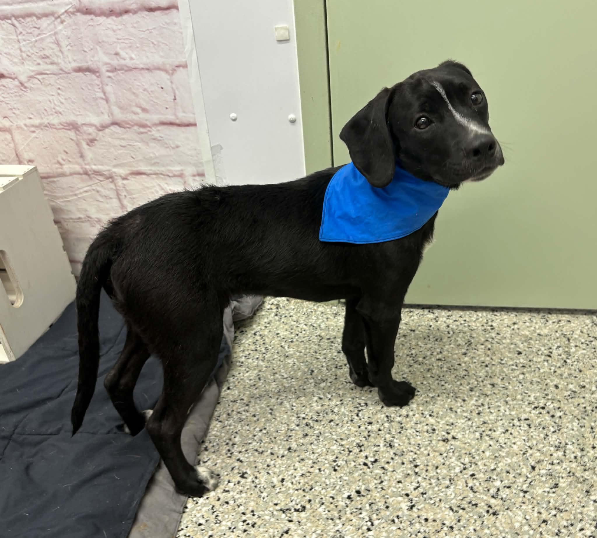 Enlarge Castle, a Adoptable mixed breed in Oxford, MI image 3/4