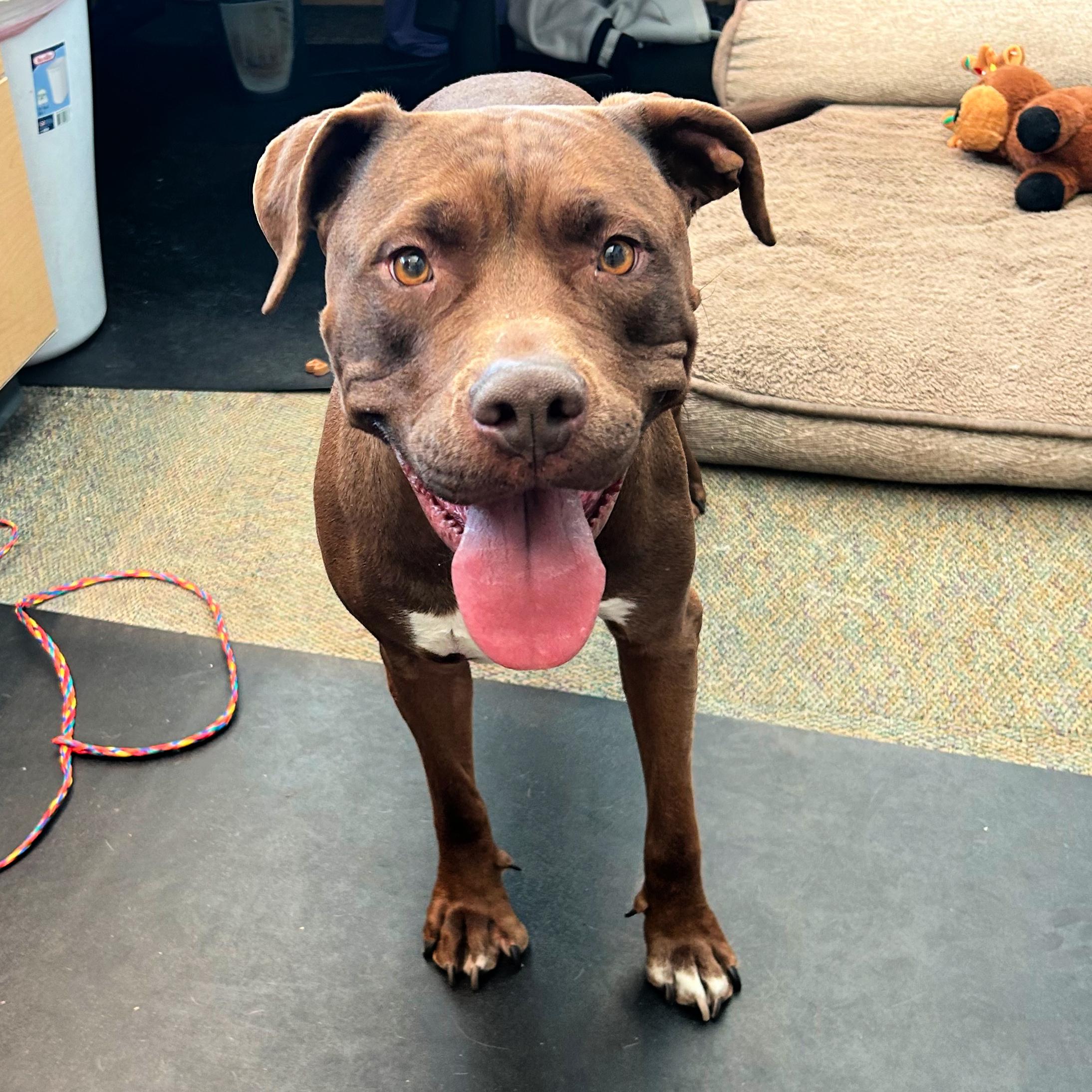 Ruby, ADOPTABLE, Adult Female Pit Bull Terrier.