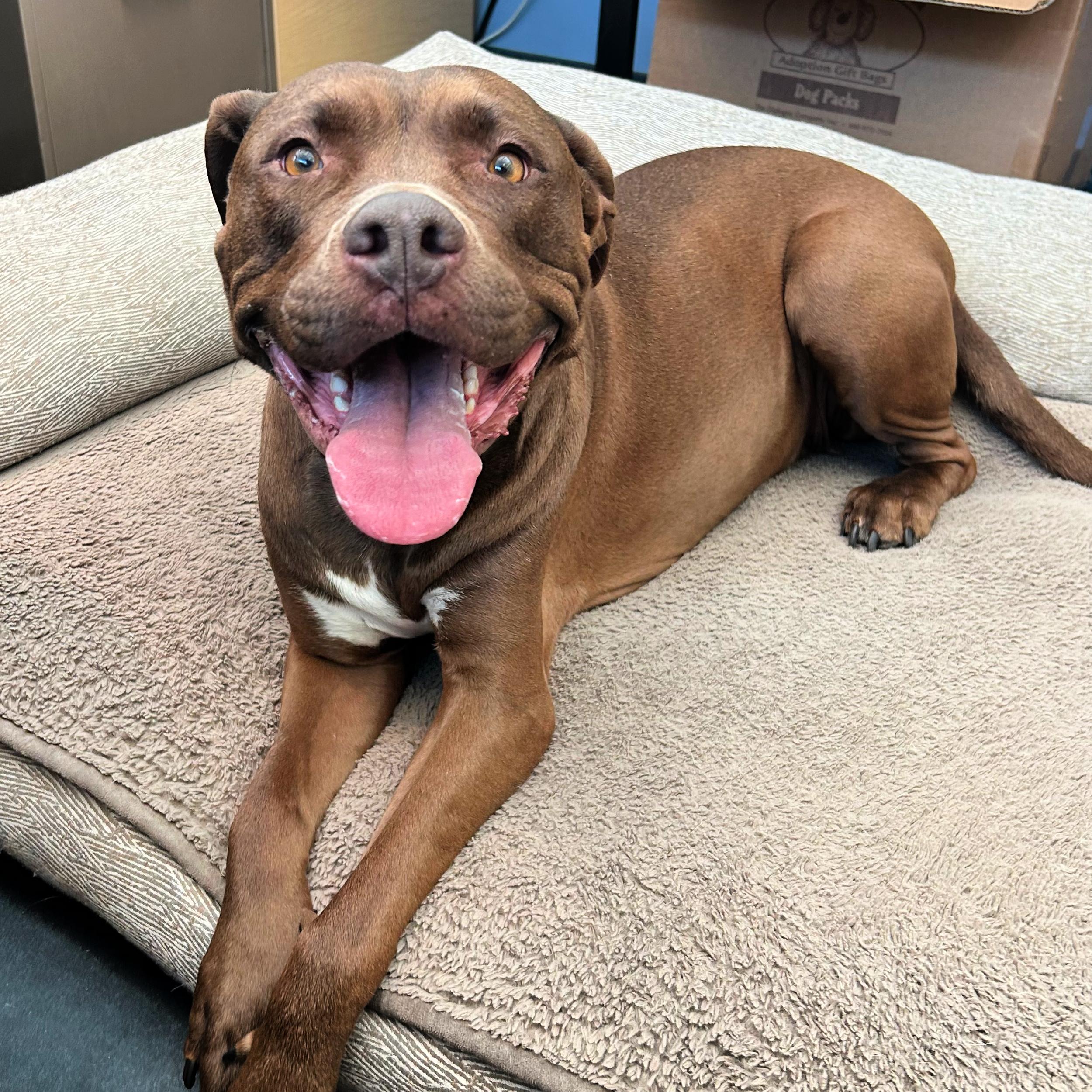 Enlarge Ruby, a other mixed breed in Lindon, UT image 2/5