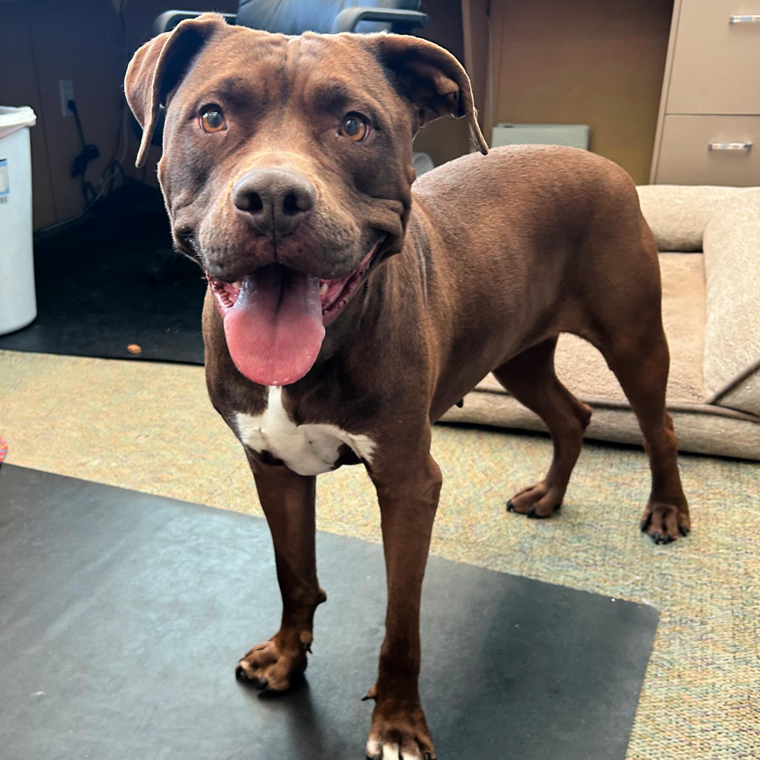 Enlarge Ruby, a other mixed breed in Lindon, UT image 3/5