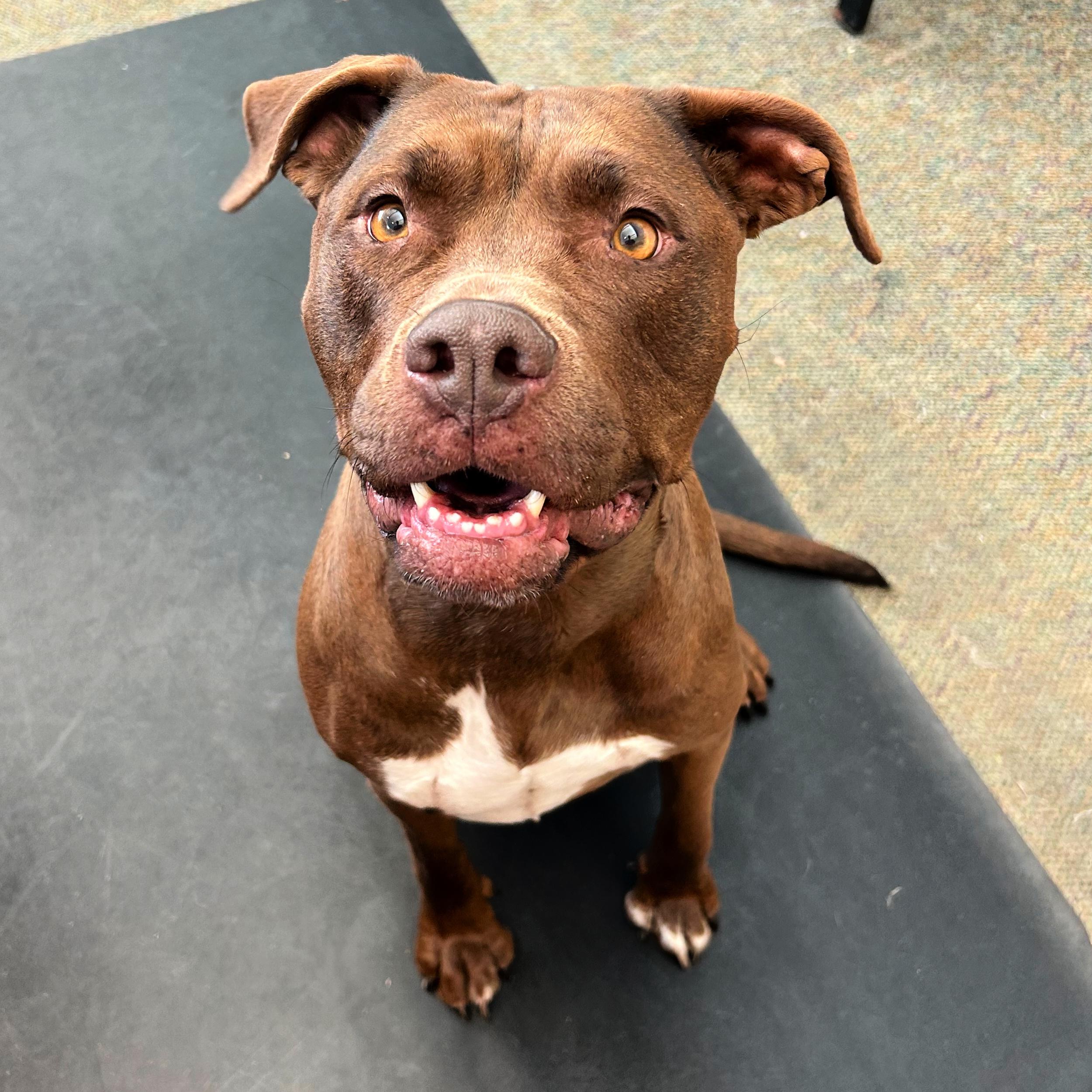 Enlarge Ruby, a other mixed breed in Lindon, UT image 4/5