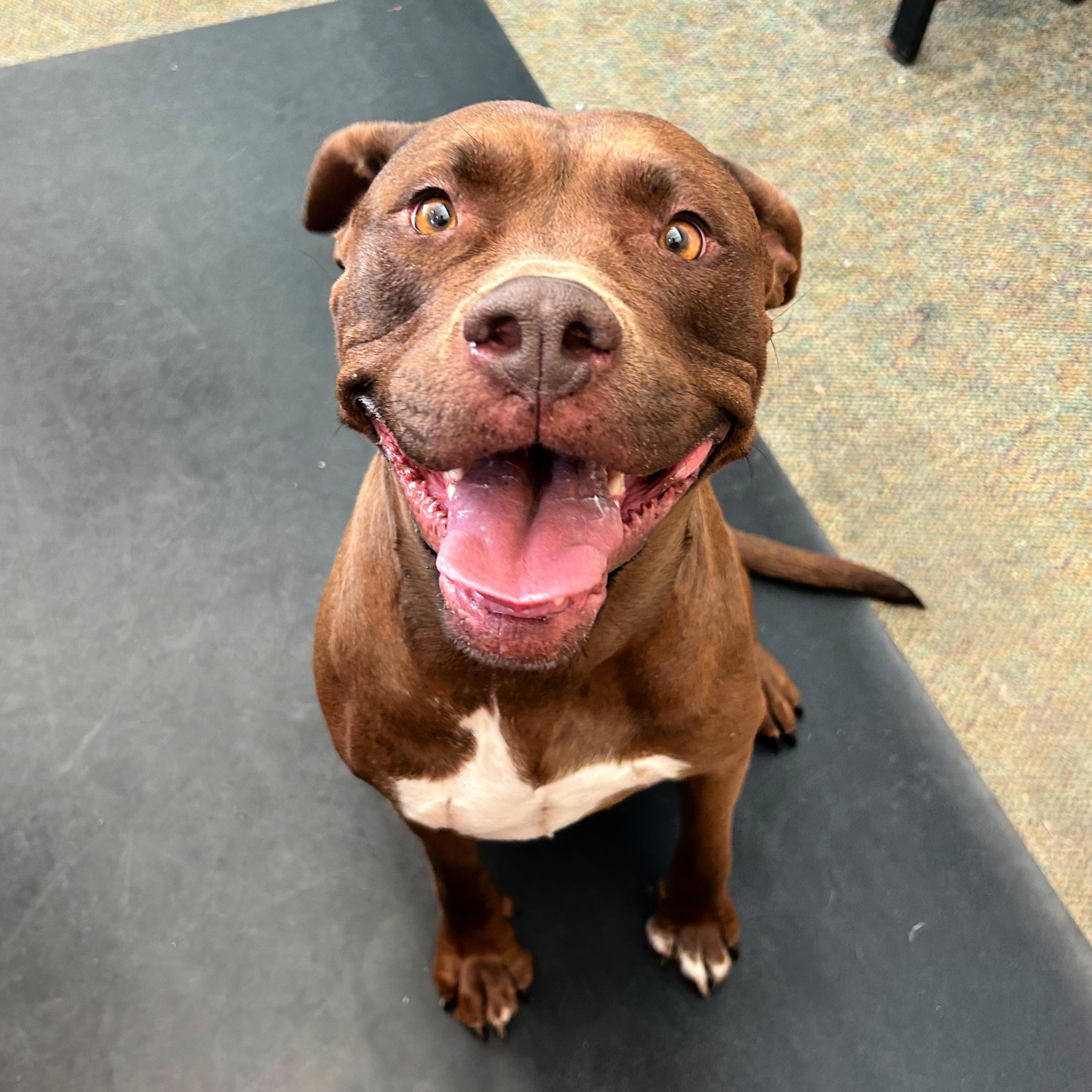 Enlarge Ruby, a other mixed breed in Lindon, UT image 5/5