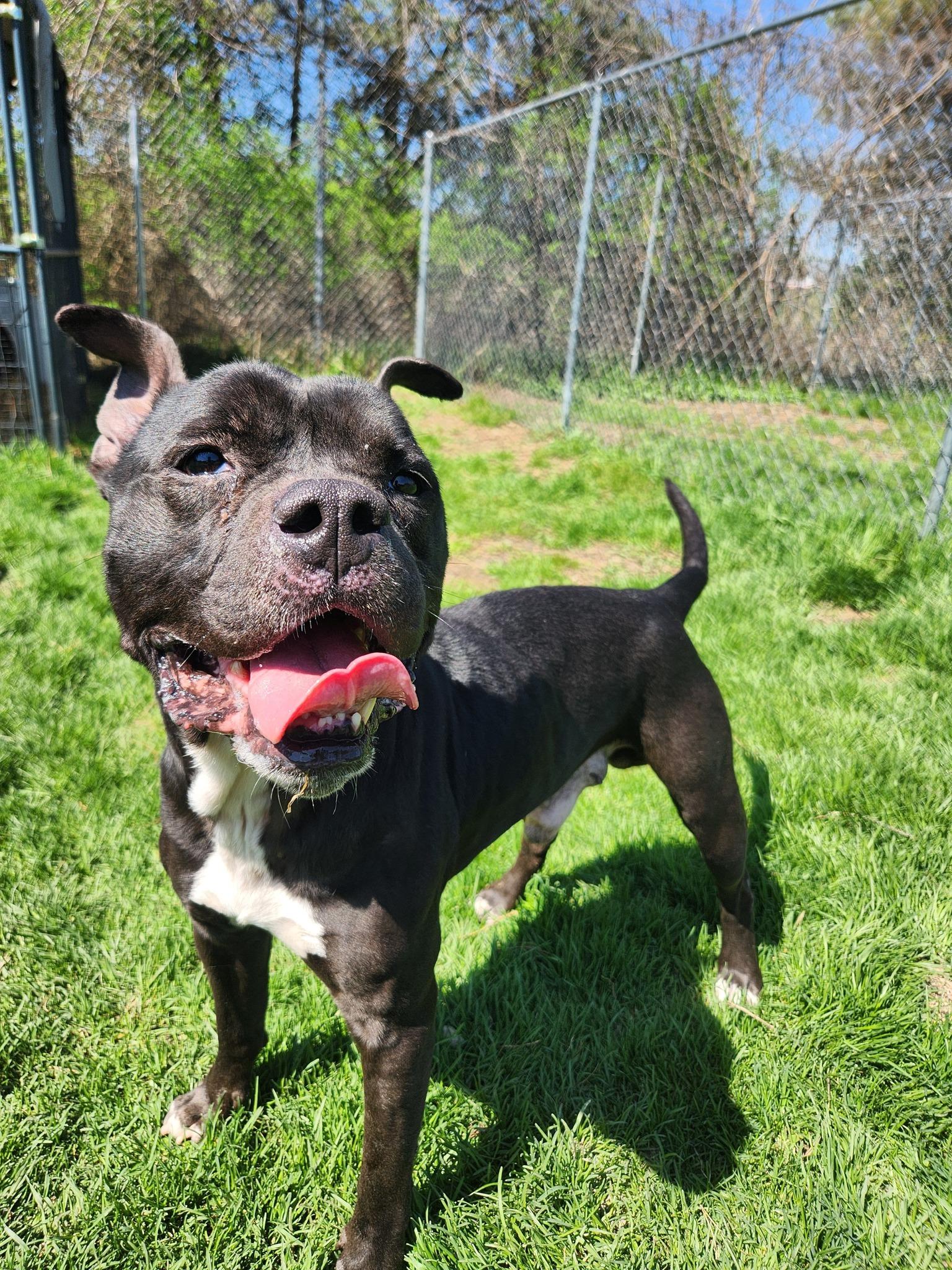 Enlarge Franklin, a Adoptable mixed breed in Caro, MI image 1/1