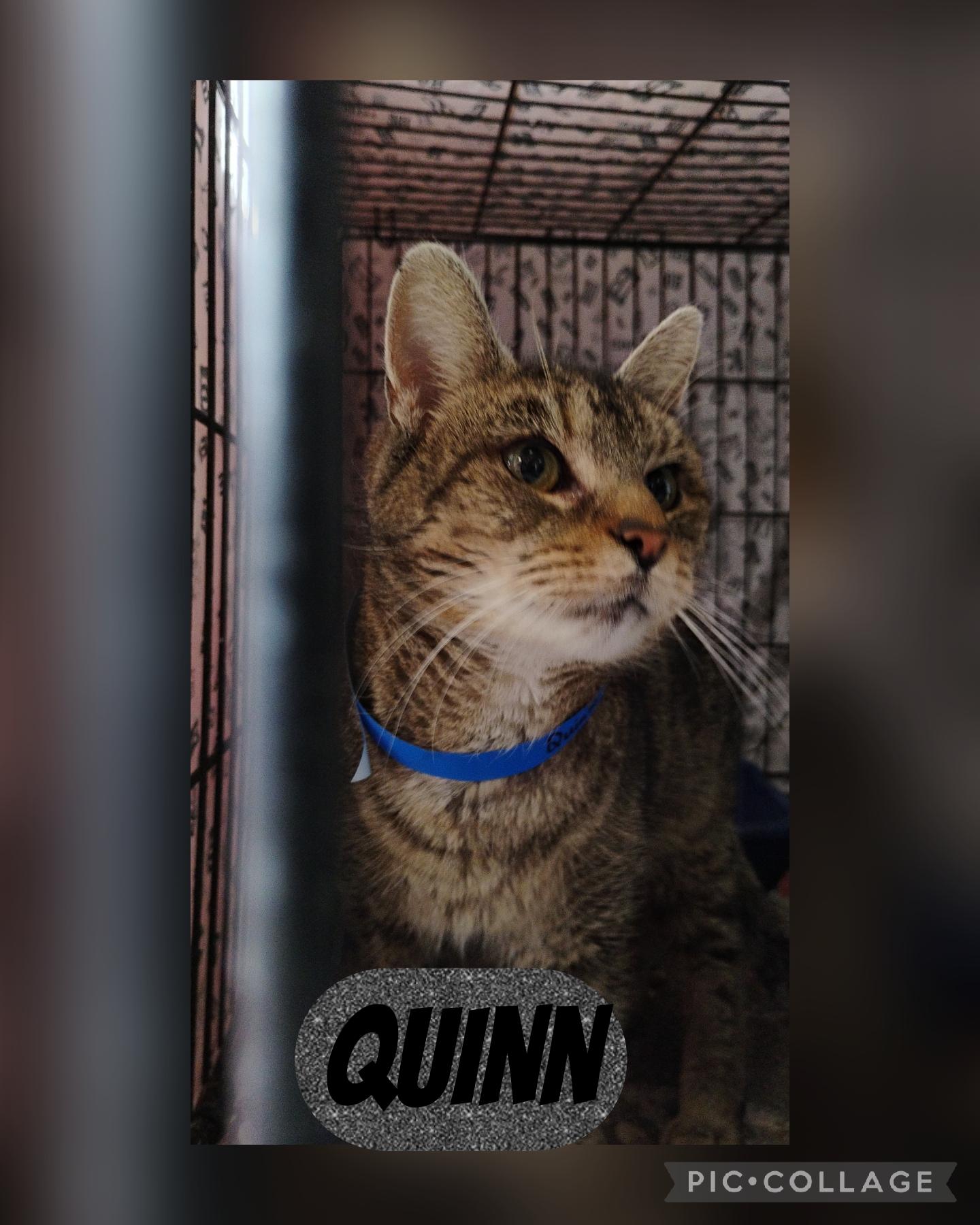 Quinn