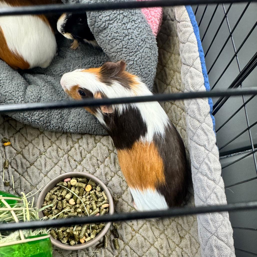 Firecracker, Adoptable, Adult Female Guinea Pig.