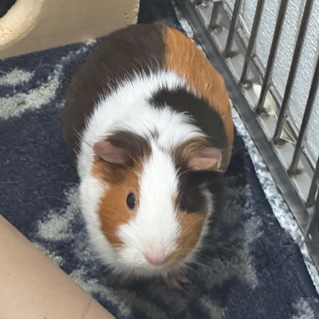 Firecracker, a Adoptable Guinea Pig in Brookfield, WI image 2/4