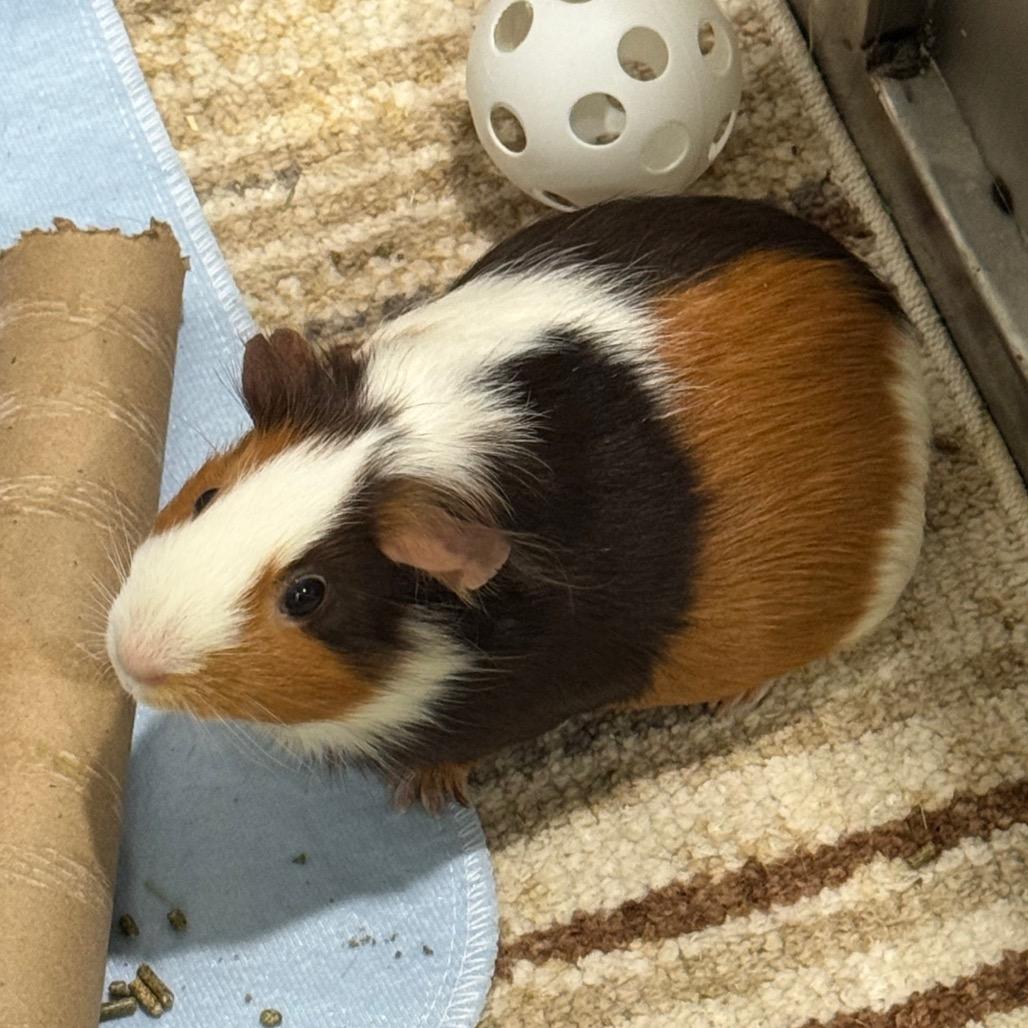 Firecracker, a Adoptable Guinea Pig in Brookfield, WI image 3/4