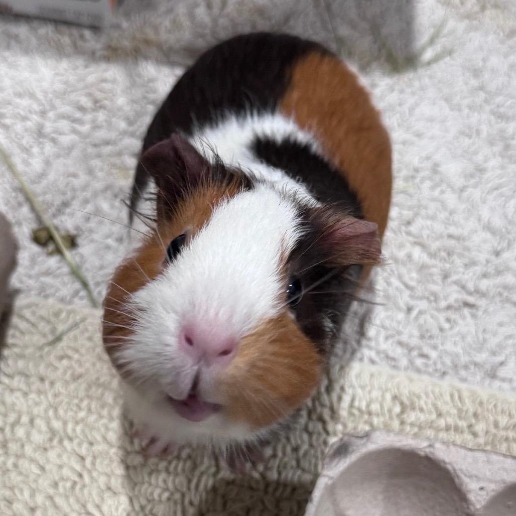 Firecracker, a Adoptable Guinea Pig in Brookfield, WI image 4/4