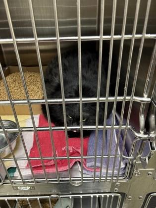 Enlarge Stormy, a Adoptable mixed breed in Chesapeake, VA image 1/3