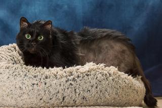 Enlarge Stormy, a Adoptable mixed breed in Chesapeake, VA image 4/6