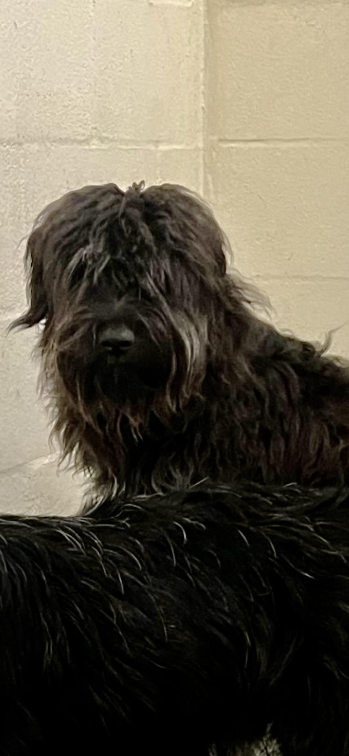 Thomas, ADOPTABLE, Puppy Male Tibetan Terrier.