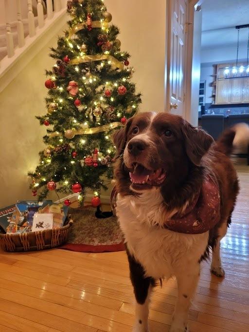 Enlarge Duchess, a Adoptable Newfoundland Dog in Gales Ferry, CT image 1/6