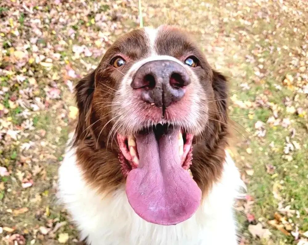 Enlarge Duchess, a Adoptable Newfoundland Dog in Gales Ferry, CT image 2/6