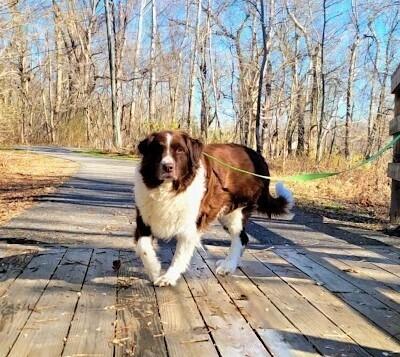 Enlarge Duchess, a Adoptable Newfoundland Dog in Gales Ferry, CT image 3/6