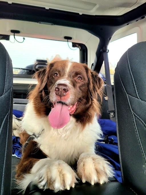 Enlarge Duchess, a Adoptable Newfoundland Dog in Gales Ferry, CT image 4/6