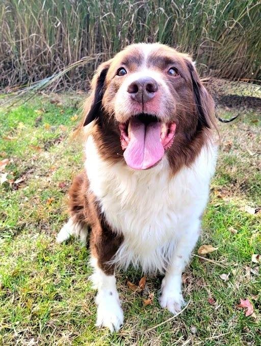 Enlarge Duchess, a Adoptable Newfoundland Dog in Gales Ferry, CT image 5/6