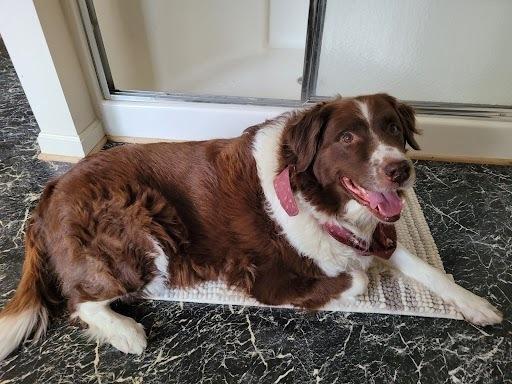 Enlarge Duchess, a Adoptable Newfoundland Dog in Gales Ferry, CT image 6/6