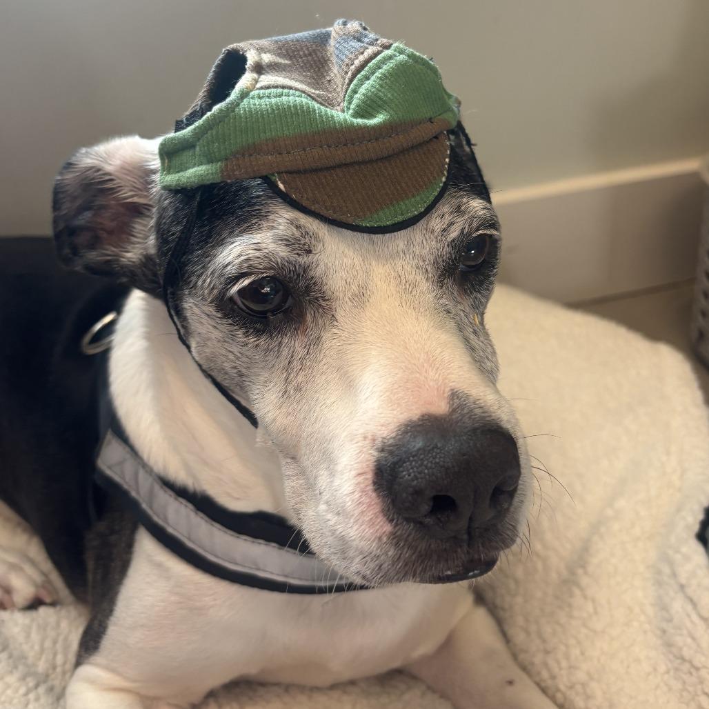 Gucci, a Adoptable mixed breed in Freeport, FL image 1/6