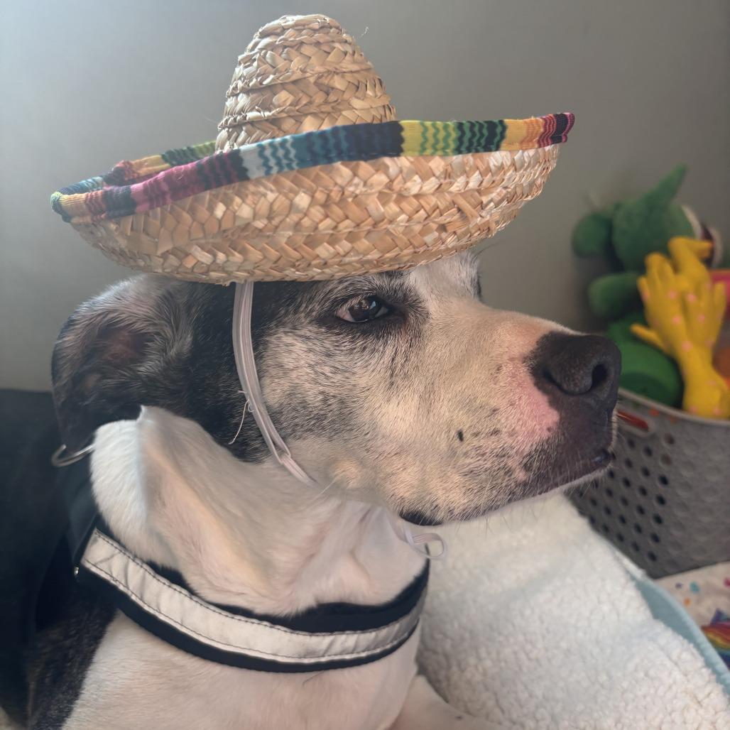 Gucci, a Adoptable mixed breed in Freeport, FL image 2/6