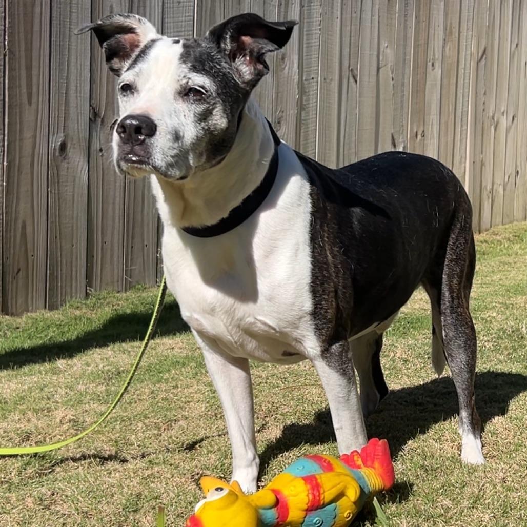 Gucci, a Adoptable mixed breed in Freeport, FL image 4/6