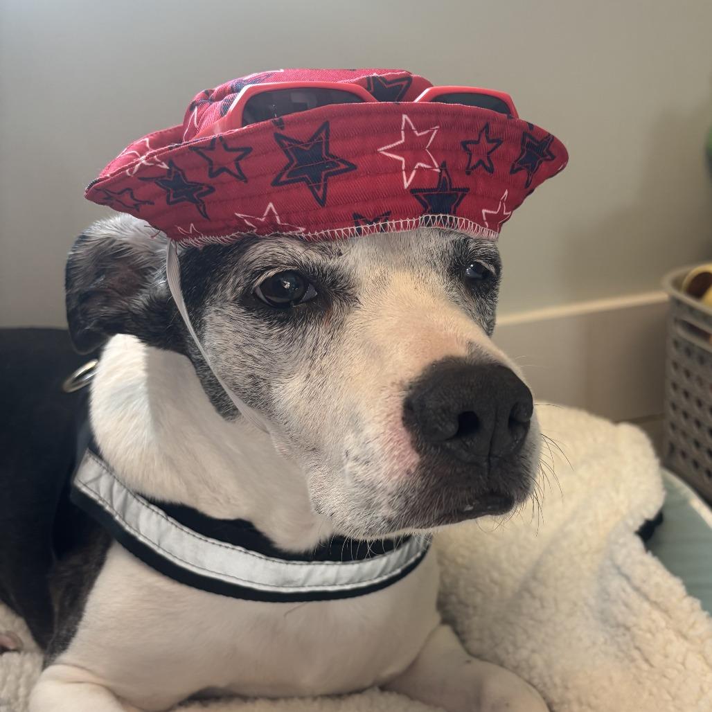 Gucci, a Adoptable mixed breed in Freeport, FL image 5/6