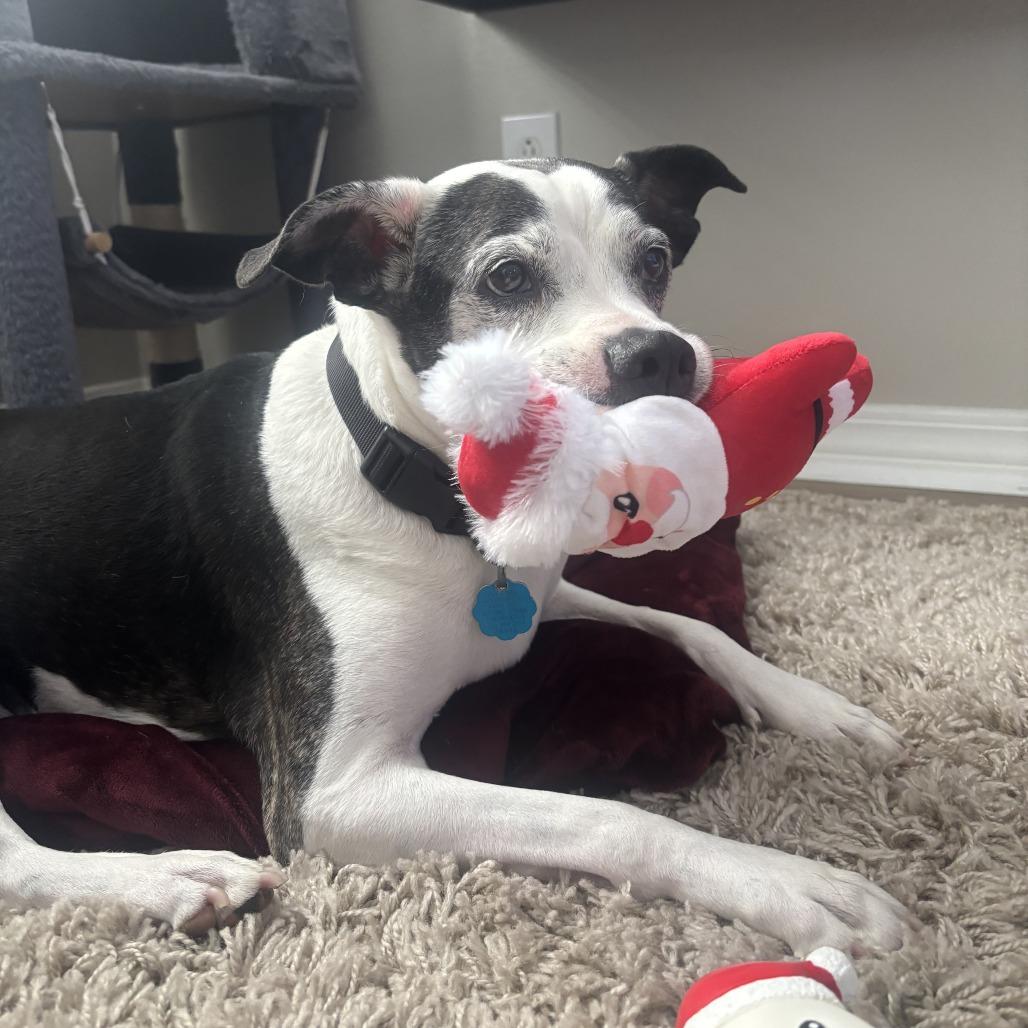 Gucci, a Adoptable mixed breed in Freeport, FL image 5/6