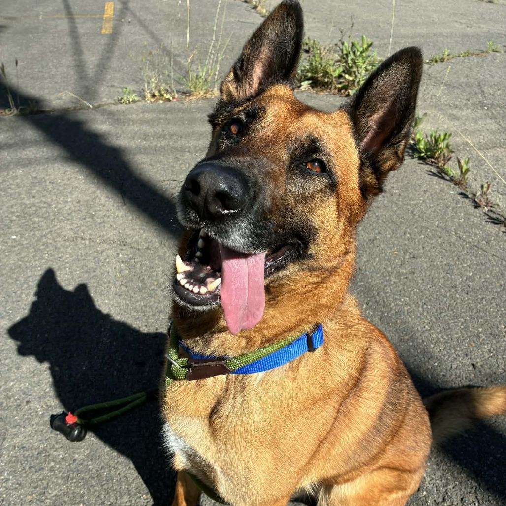 Peso, Adoptable, Adult Male German Shepherd Dog & Belgian Shepherd / Malinois.