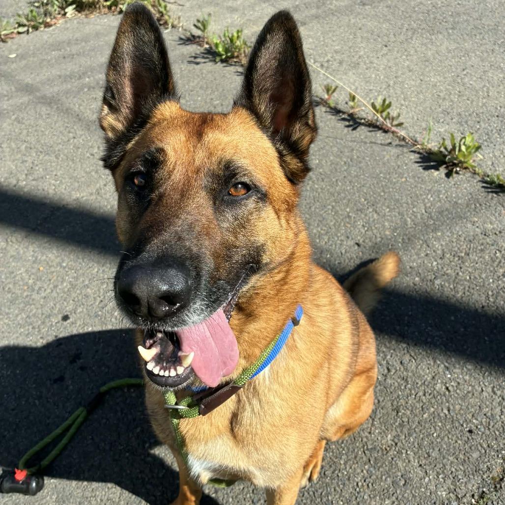 Peso, a Adoptable mixed breed in St. Helena, CA image 2/6