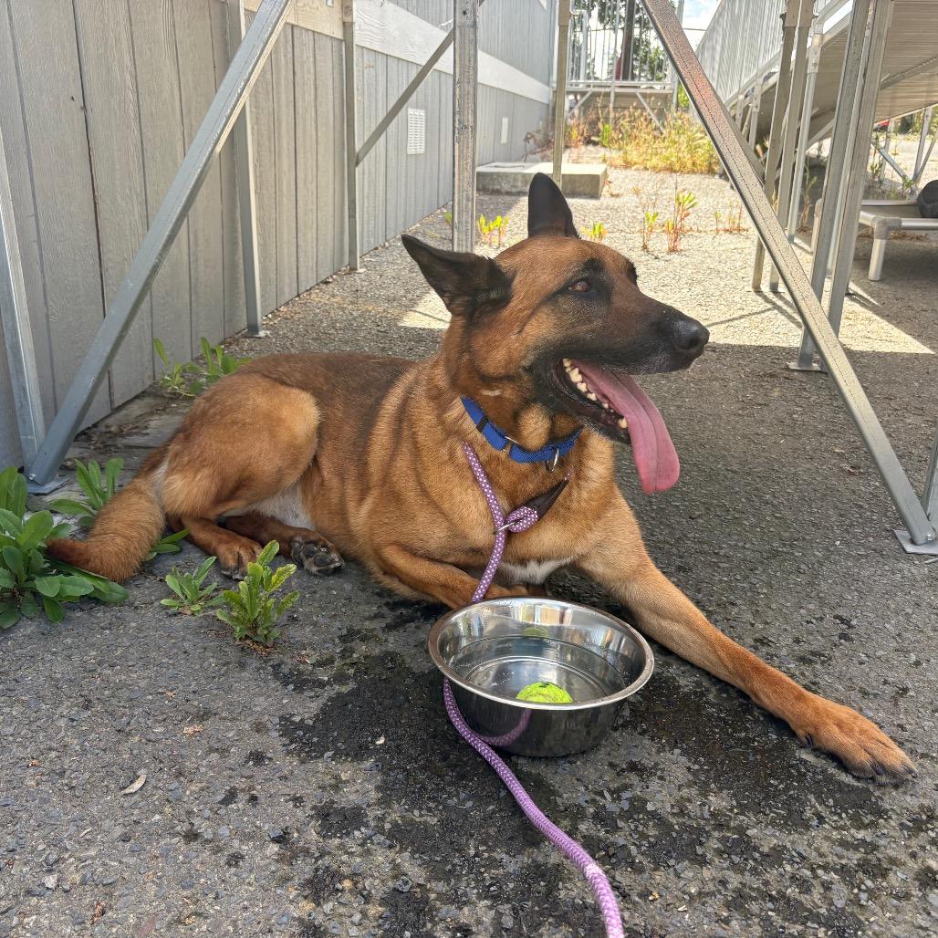 Peso, a Adoptable mixed breed in St. Helena, CA image 3/6