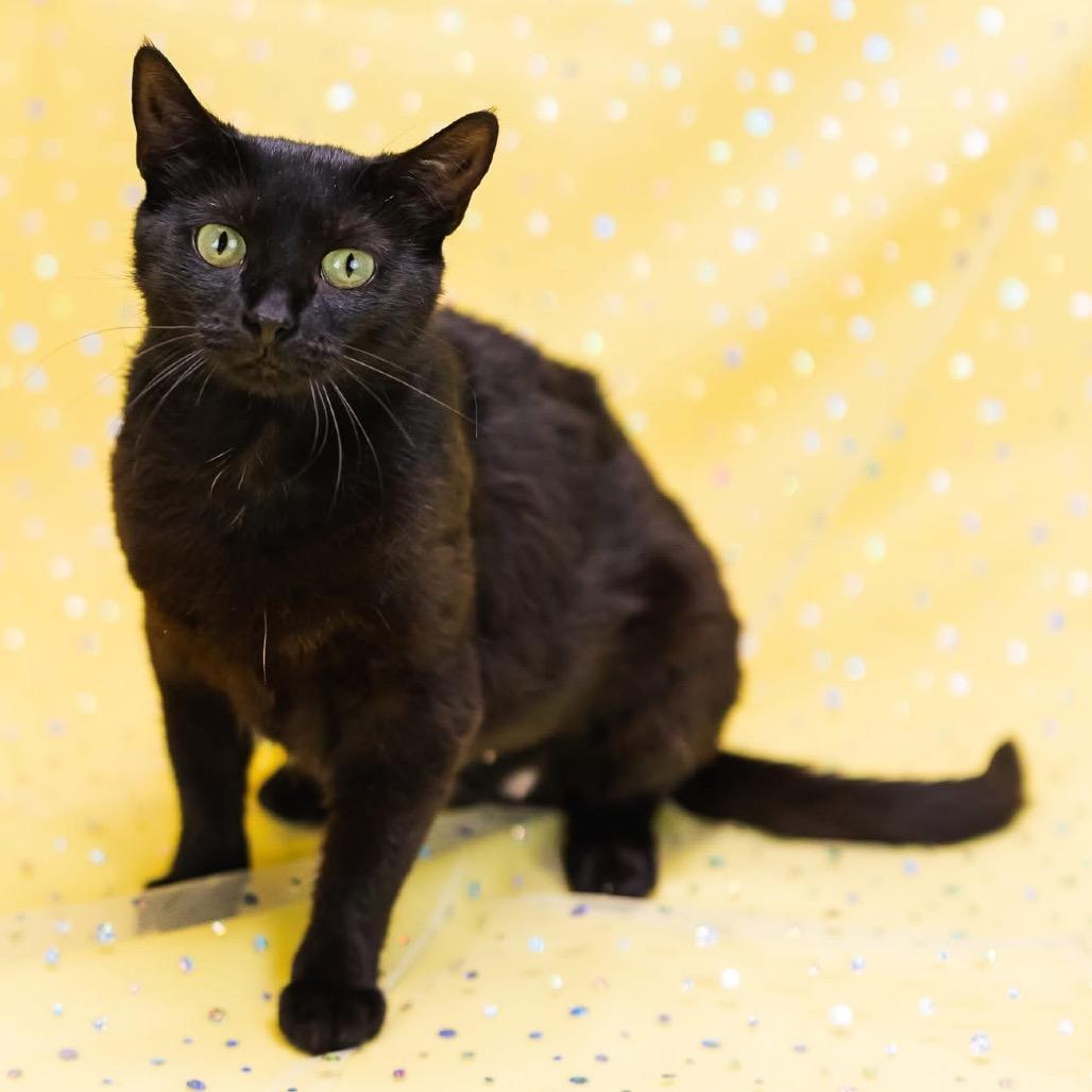 Enlarge Purrl-C, a Adoptable Domestic Short Hair in East Saint Louis, IL image 1/4