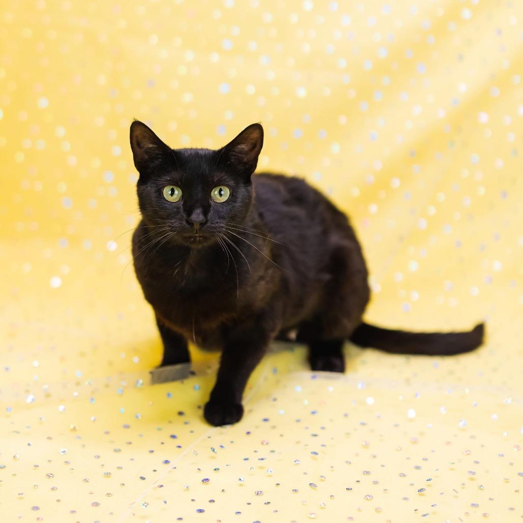 Enlarge Purrl-C, a Adoptable Domestic Short Hair in East Saint Louis, IL image 2/4