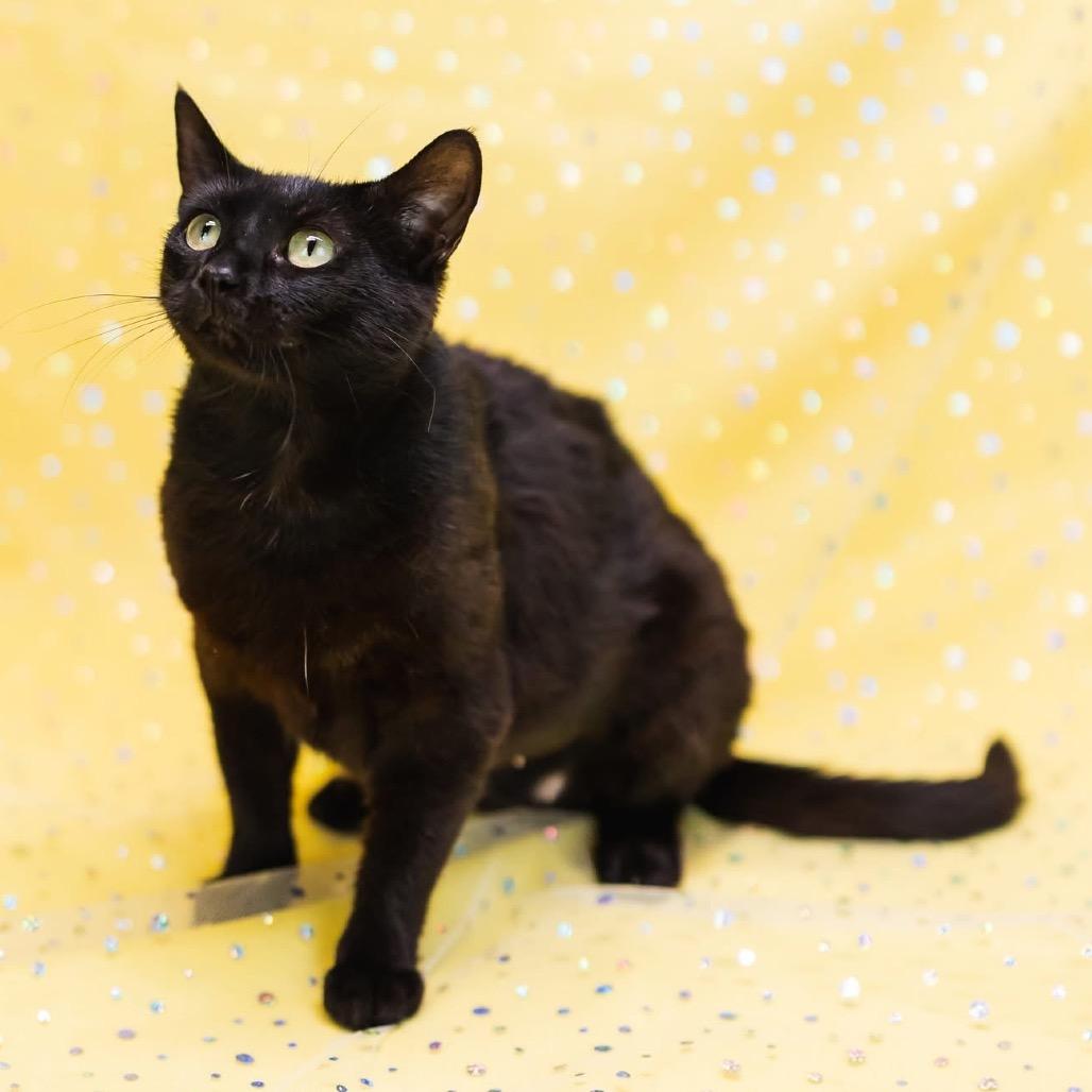 Enlarge Purrl-C, a Adoptable Domestic Short Hair in East Saint Louis, IL image 3/4