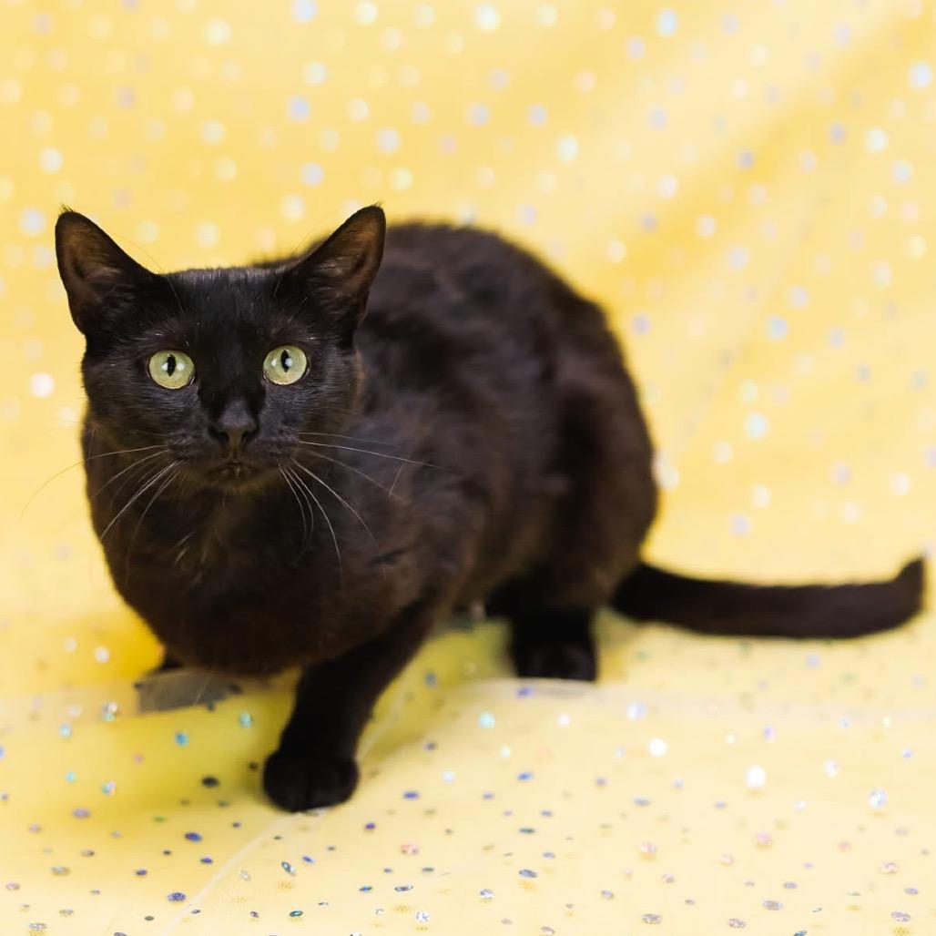 Enlarge Purrl-C, a Adoptable Domestic Short Hair in East Saint Louis, IL image 4/4