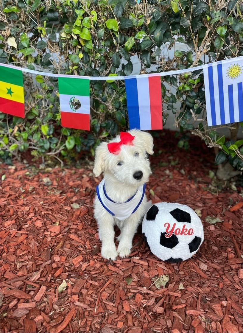 Yoko, ADOPTABLE, Puppy Female Poodle & Chihuahua.