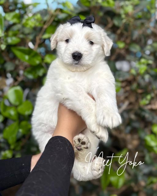 Enlarge Yoko, a ADOPTABLE mixed breed in South El Monte, CA image 1/3