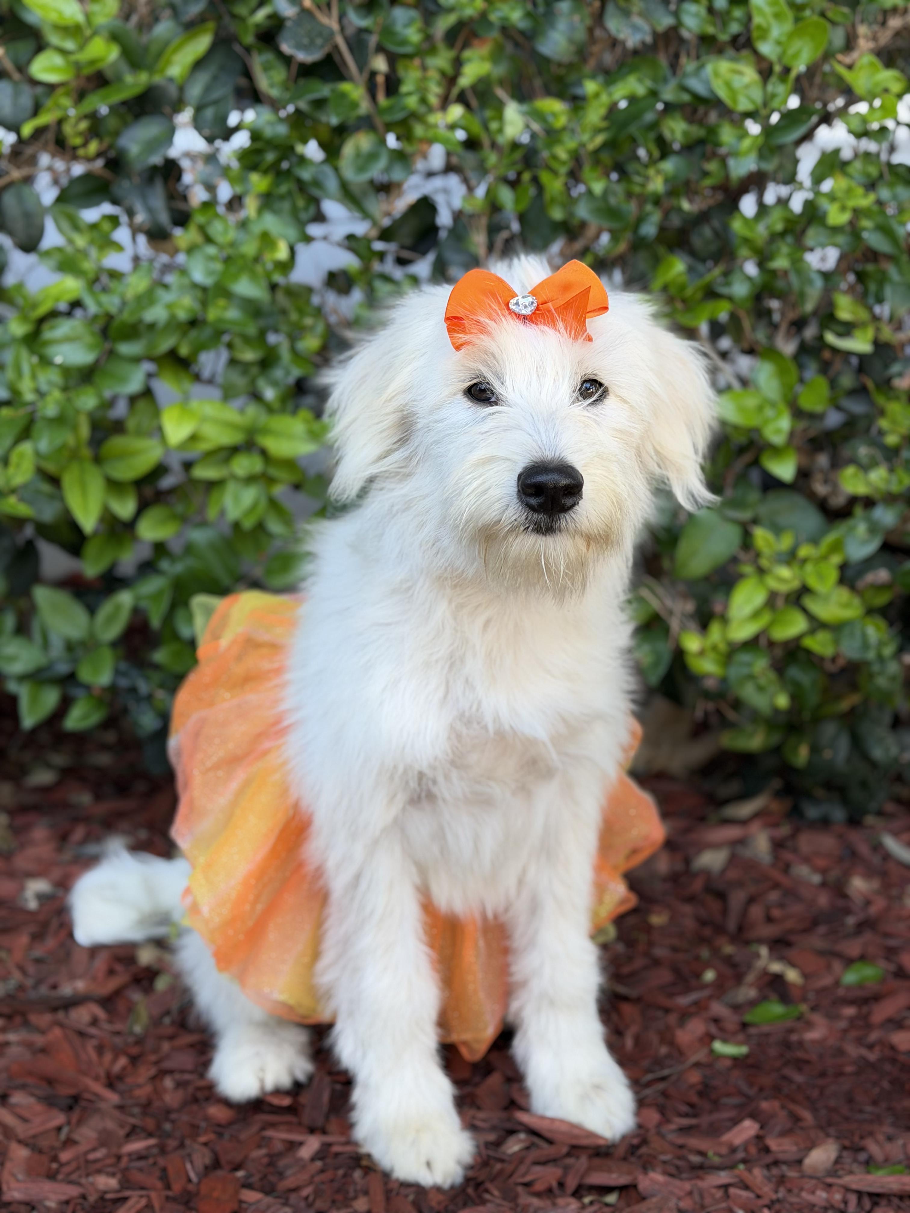 Yoko, ADOPTABLE, Puppy Female Poodle & Terrier.