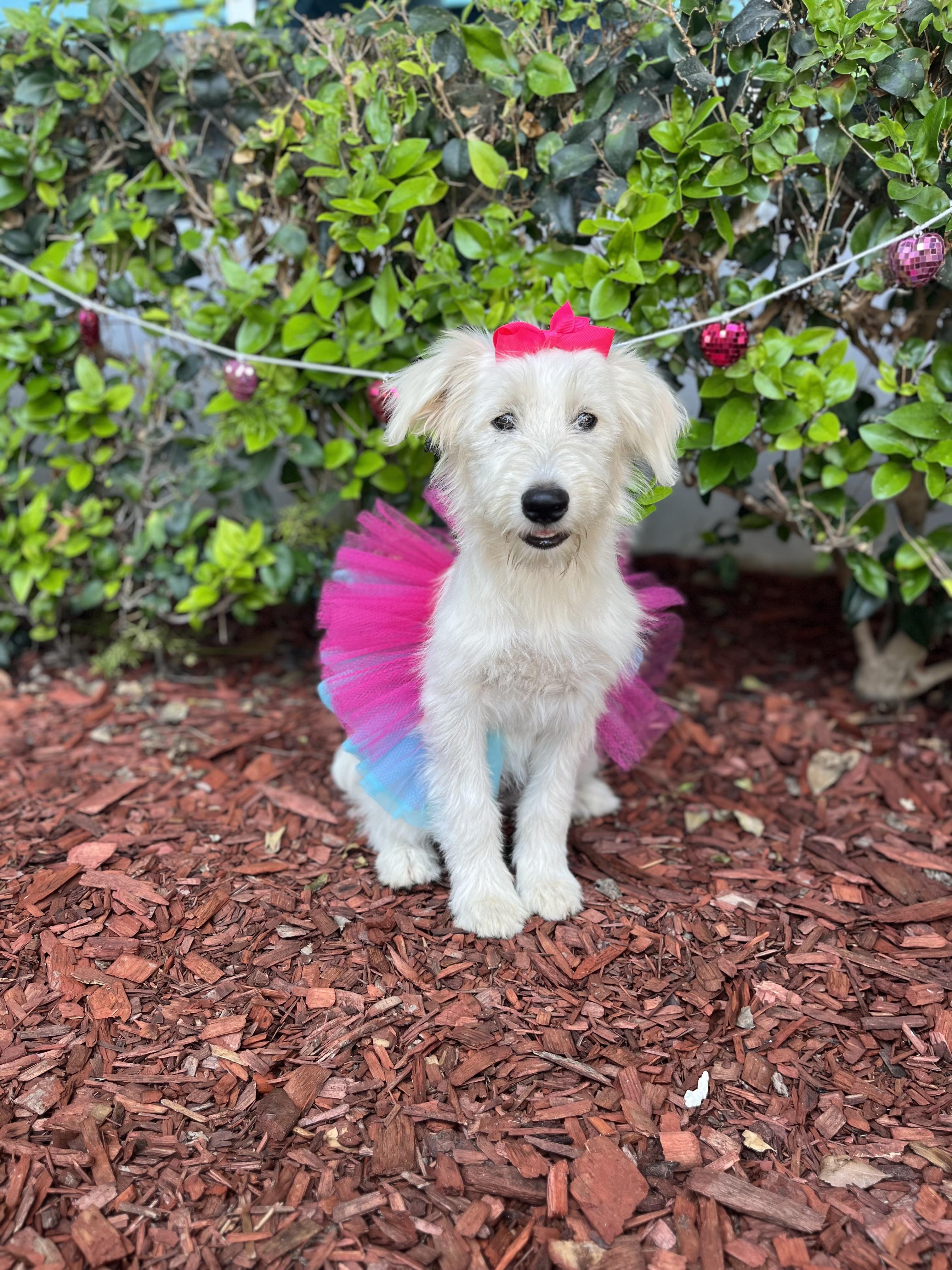 Yoko, ADOPTABLE, Puppy Female Poodle & Terrier.