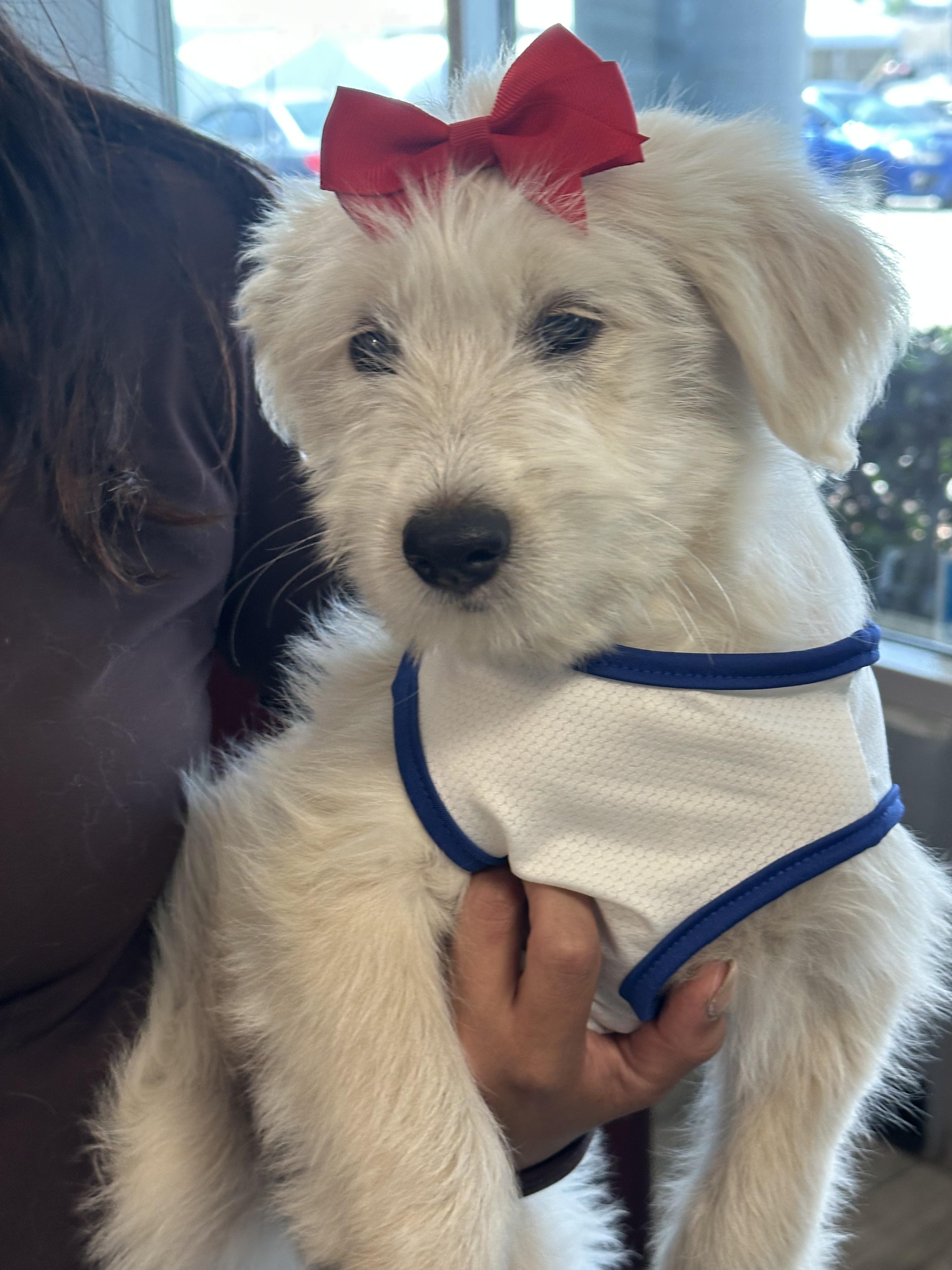 Yoko, a ADOPTABLE mixed breed in South El Monte, CA image 6/6