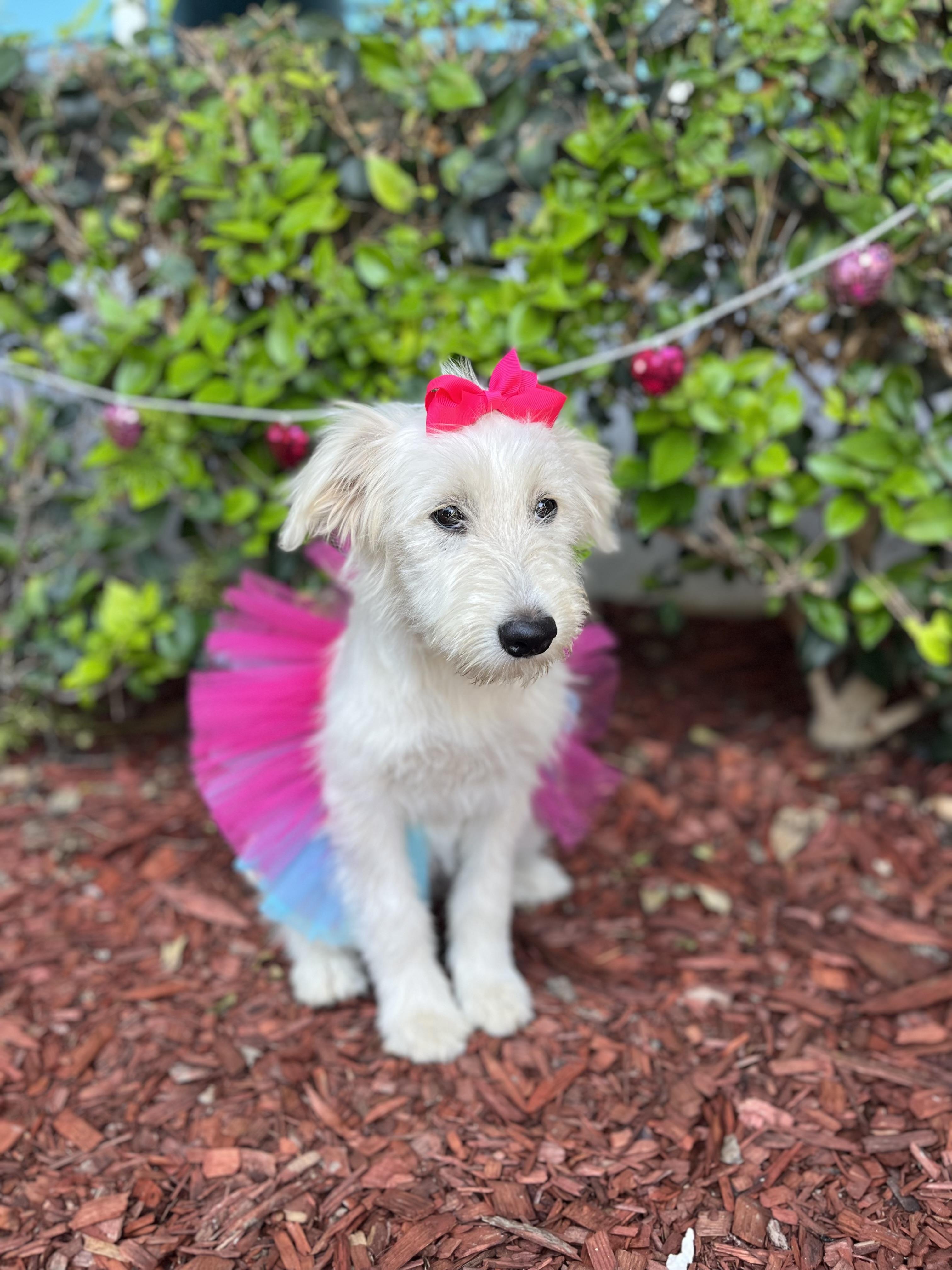 Yoko, a ADOPTABLE mixed breed in South El Monte, CA image 2/6
