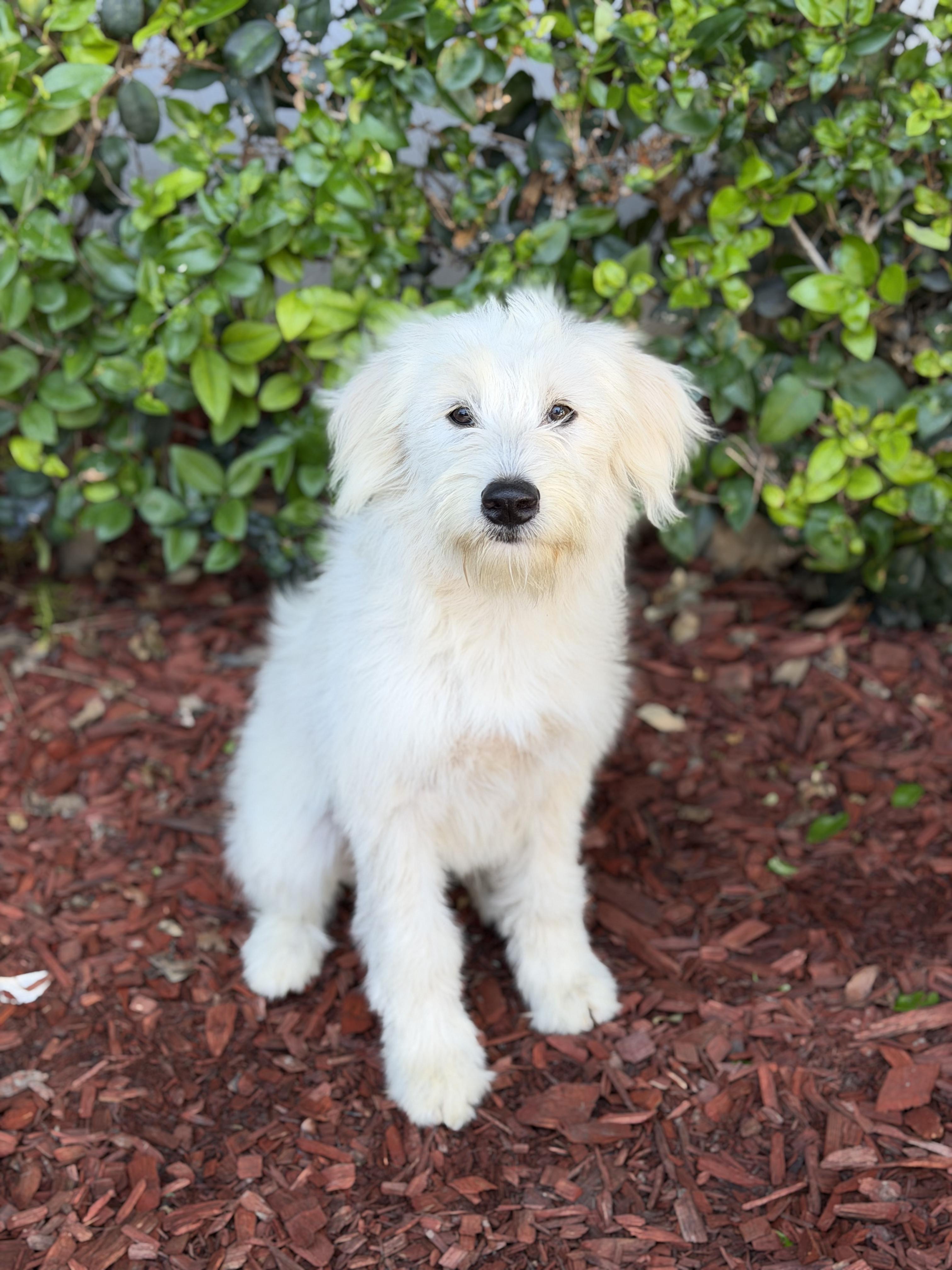 Enlarge Yoko, a ADOPTABLE mixed breed in South El Monte, CA image 2/6