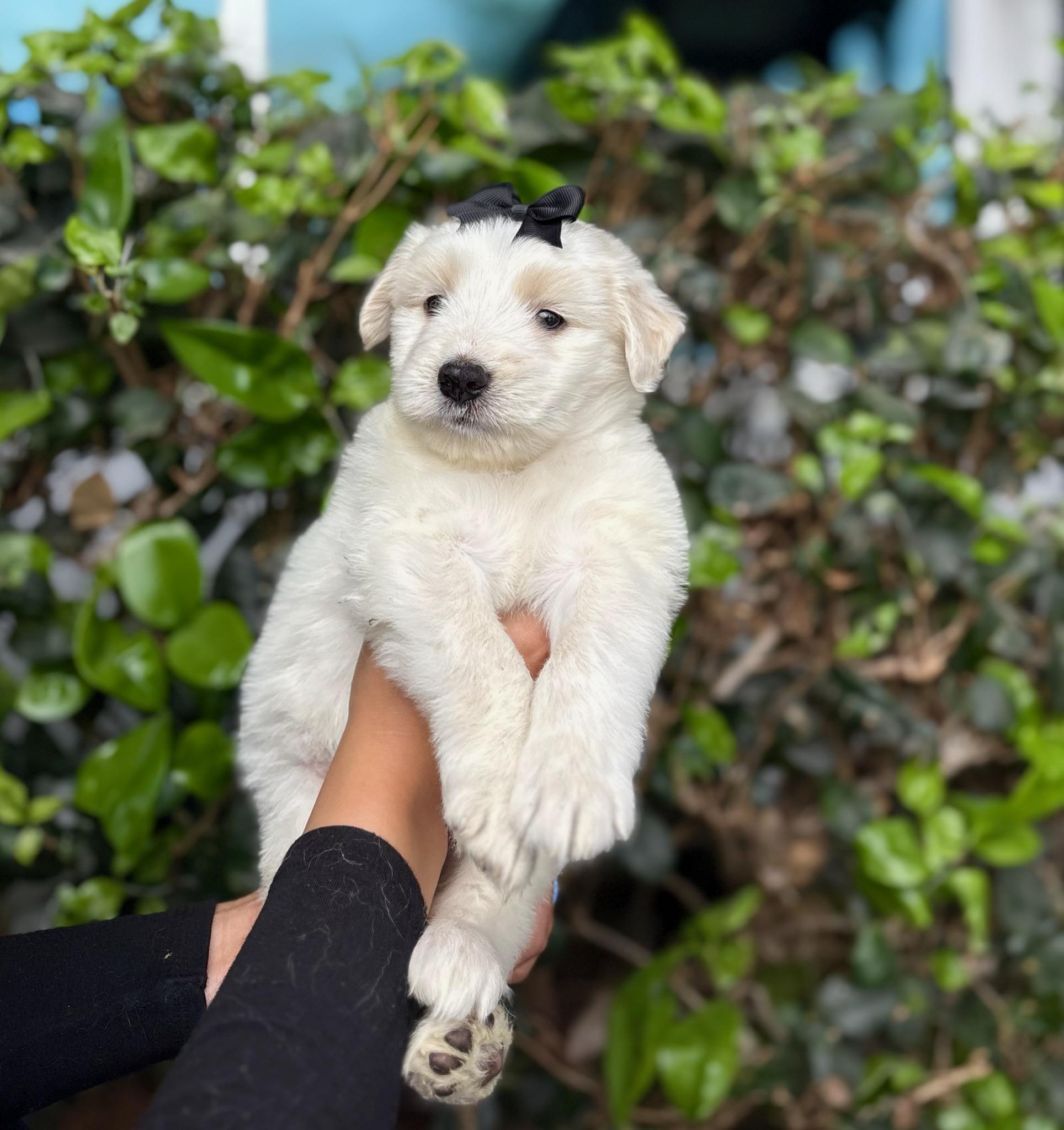 Enlarge Yoko, a ADOPTABLE mixed breed in South El Monte, CA image 3/3
