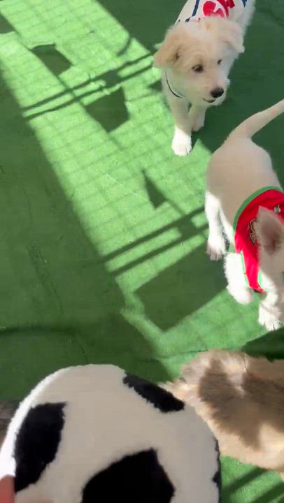 Enlarge Yoko, a ADOPTABLE mixed breed in South El Monte, CA video 4/6