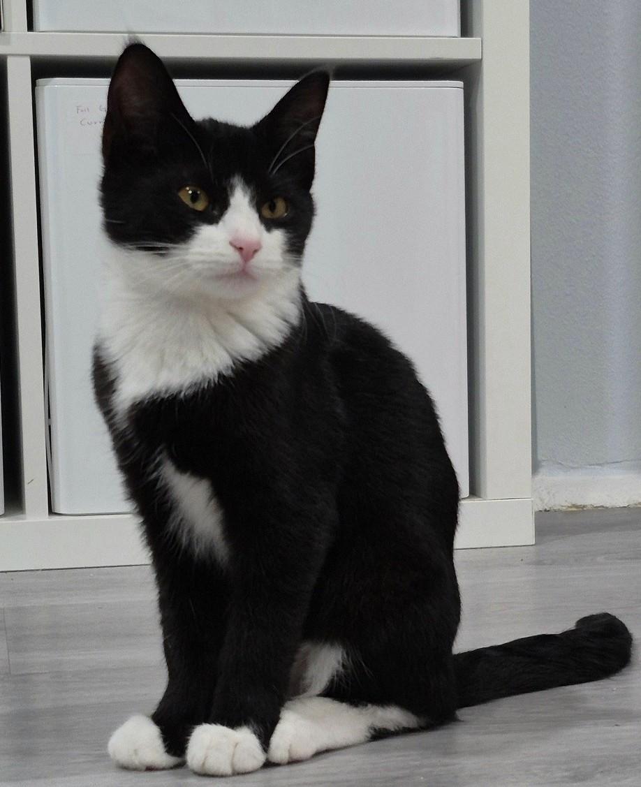 Mira, Adoptable, Kitten Female Domestic Short Hair.