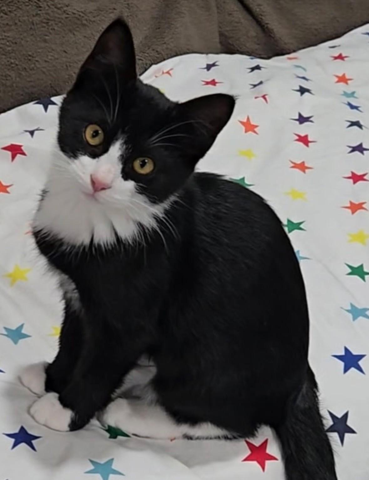 Enlarge Mira, a Adoptable Domestic Short Hair in Silverton, OR image 2/2