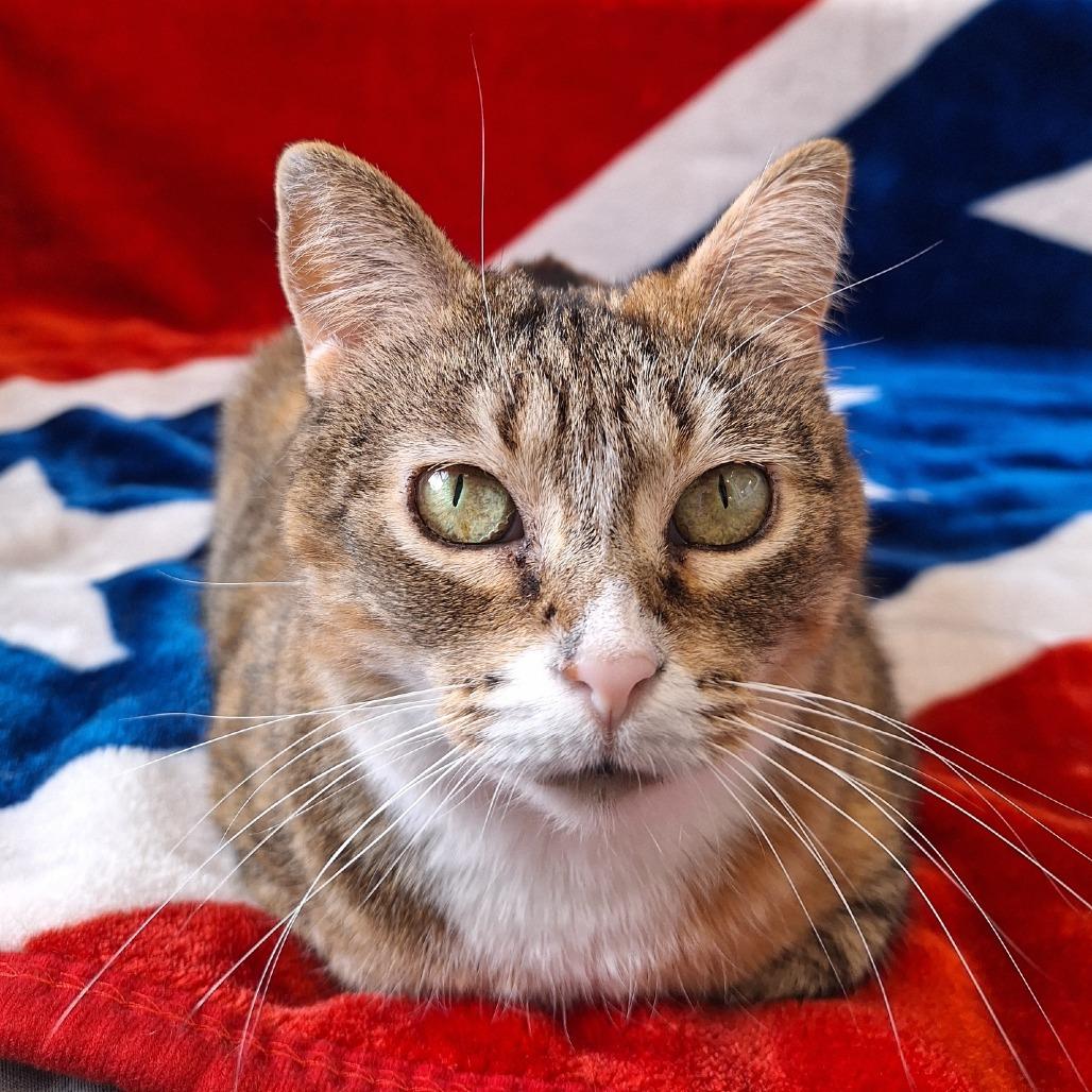 Enlarge Salsa, a Adoptable Domestic Short Hair in Attica, NY image 1/5