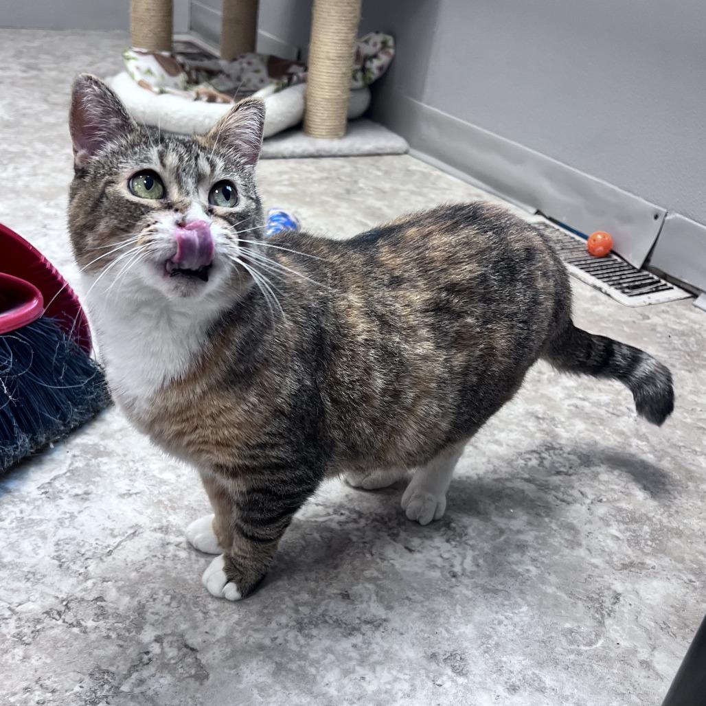 Salsa, Adoptable, Adult Female Domestic Short Hair.