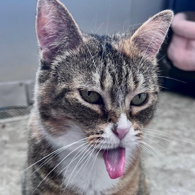 Salsa, a Adoptable Domestic Short Hair in Attica, NY image 2/6